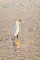 Obraz premium Great egret (Ardea alba), a medium-sized white heron fishing on the sea beach
