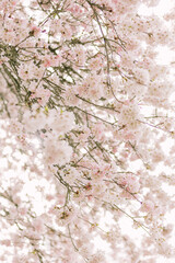 cherry blossom