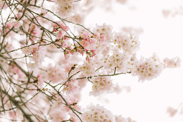 cherry blossom