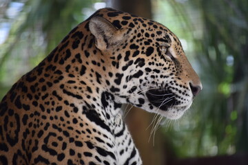 felinos, jaguar, animal, felíno, panthera, pantera, fauna
