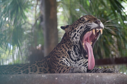 leopardo, felinos, animal, jaguar, mamífero, felíno, depredador, pantera