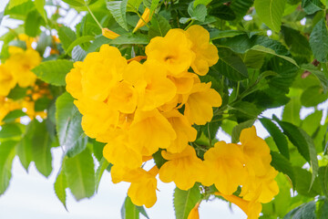Tecoma stans yellow flowers close-up, yellow trumpetbush, yellow bells, yellow elder, green leaves,...