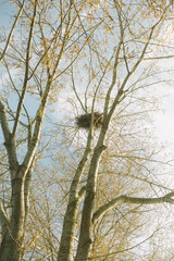 eagle nest on the tree