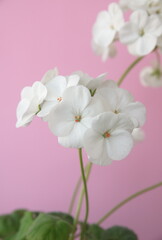 Blossom of Geranium Zonal , Pelargonium hortorum with white flowers, on pink background