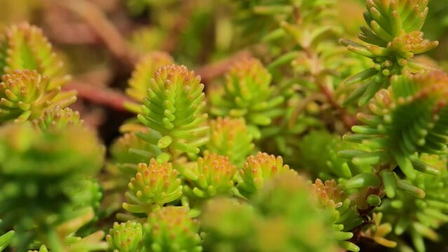 Sedum album Coral Carpet.Red moss stonecrop. Succulents and sedums close-up macro. groundcover flower.Beautiful nature background in green and reds shades. 4k footage