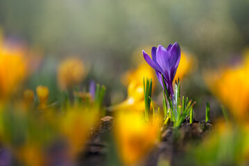 A beautiful tiny blooming lilac crocus among yellow crocuses in a flower bed in a park. The first...