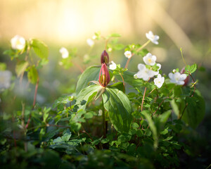 A beautiful woodland flower scene in the early spring in the Midwest. Sun is shining in from the background. Purple trillium and small white flowers. landscape - obrazy, fototapety, plakaty