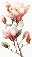 Vintage botanical illustration of a magnolia branch in bloom