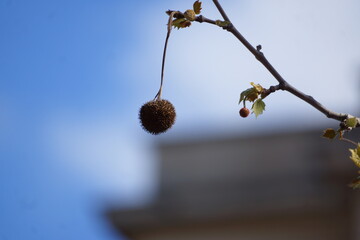 Single brown spiky fruit hanging from branch, sky and building in blurred background