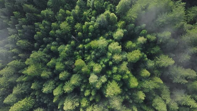 Top shot of fir trees growing along river in Redwood National and State Parks, California, USA. Fog clouds moving over the tree tops of forest. Overhead view of picturesque wild landscape, 4k footage 