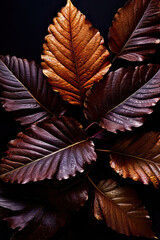 Autumn leaves on a black background. Autumn background. Top view.