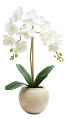 A pristine white orchid with lush green leaves, blossoming beautifully, housed in a stylish beige vase against a clean, white background.