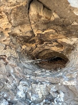 Nido abandonado con tela de ara&ntilde;a