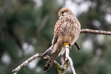 bird of prey