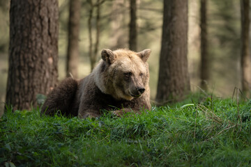Obraz premium brown bear in the woods