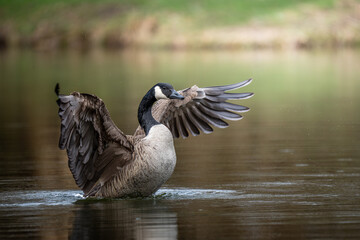 goose in the Lake