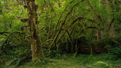 Arching Limbs of Sitka Trees Covered in Moss