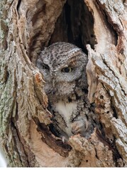 Eastern Screech Owl