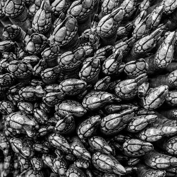 Black And White Shades Of Gooseneck Barnacles At Low Tide