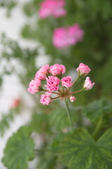 Rosebud pelargonium 