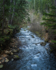 Stream flows through the lush woodland landscape of Olympic National Forest, Washington State, Pacific Northwest