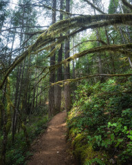 Pacific Northwest hiking trail path through the lush Olympic National forest, Washington State