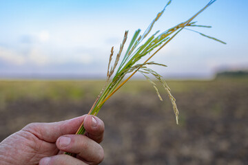 A man's hand holding a ripe rice plant. Out of focus background of rice fields