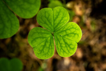 Close Up Of Green Shades On A Clover