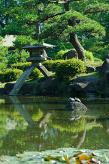 Japanese garden with pond