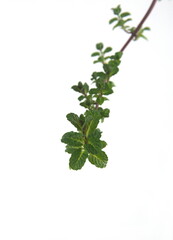 Branch of Grapefruit Mint, Mentha x piperita  perennial aromatic and medicinal garden plant on white background