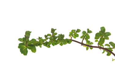 Branch of Grapefruit Mint, Mentha x piperita  perennial aromatic and medicinal garden plant on white background