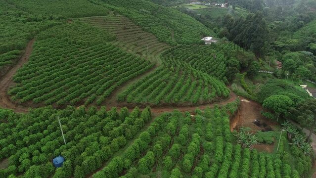 Coffee plantations on the slopes of the Capara&oacute; Mountains, Pedra Menina district - Dores do Rio Preto, Esp&iacute;rito Santo, Brazil