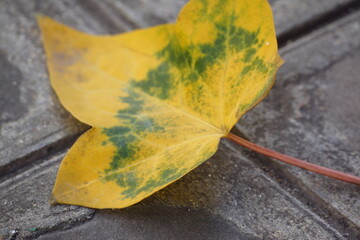 Macro of yellow leaf with green pattern on sidewalk