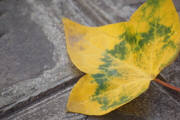 Macro of yellow leaf with green pattern on sidewalk