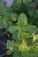Foliage of peppermint, Mentha x piperita  perennial aromatic and medicinal garden plant