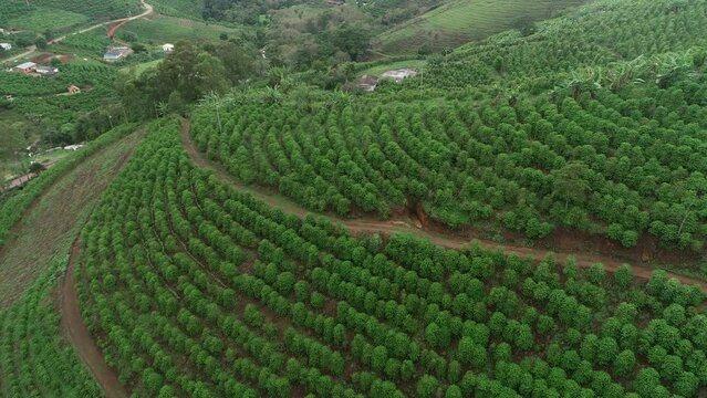 Coffee plantations on the slopes of the Capara&oacute; Mountains, Pedra Menina district - Dores do Rio Preto, Esp&iacute;rito Santo, Brazil