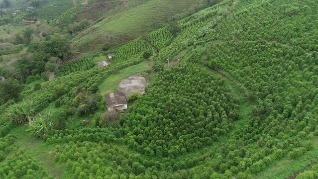 Coffee plantations on the slopes of the Capara&oacute; Mountains, Pedra Menina district - Dores do Rio Preto, Esp&iacute;rito Santo, Brazil