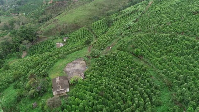 Coffee plantations on the slopes of the Capara&oacute; Mountains, Pedra Menina district - Dores do Rio Preto, Esp&iacute;rito Santo, Brazil