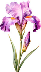 iris flower isolated on white