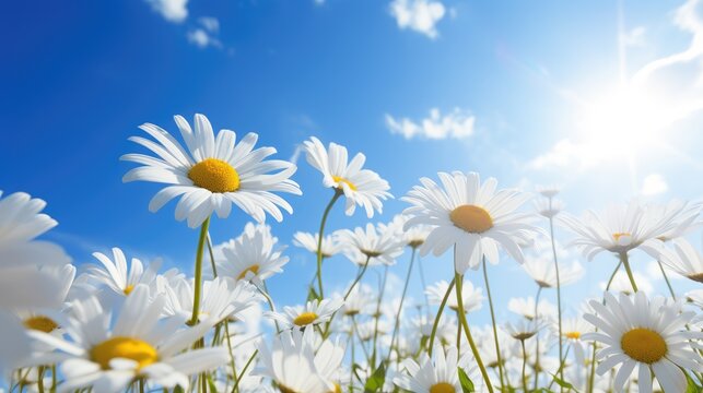 White daisies bask in the warm glow of sunshine, a radiant scene of nature's simple elegance. Ai Generated