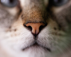 Macro close up cat nose of siamese lynx point cat with blue eyes