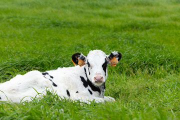 Young calf laying on green grass in Azores. Sao Miguel island in Azores, Portugal.