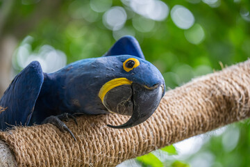 Close-up of Bright blue Hyacinth MaCaw with yellow eyes perched on bench in aviary. 