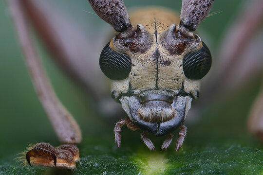long horn beetle
