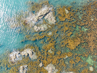 Aerial photography of seaweed on the coast of Qizi Bay, Changjiang, Hainan, China