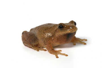 Male spring peeper (Pseudacris crucifer) frog sitting on a white background.  Its round toepads that help it climb are visible. 