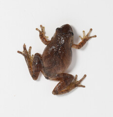 A small, dark, adult spring peeper frog climbing on a white background.  The dark 