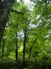 船形山 ブナの森