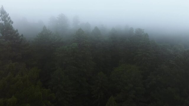 Drone flying in thick foggy clouds in Redwood National and State Parks, California, USA. Aerial view of tree tops rising through cloud formations. Mysterious misty atmosphere in wild forest,4k footage