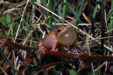 Male Spring Peeper Frog (Pseudacris crucifer) perched in vegetation calling to attract a female during mating season. 